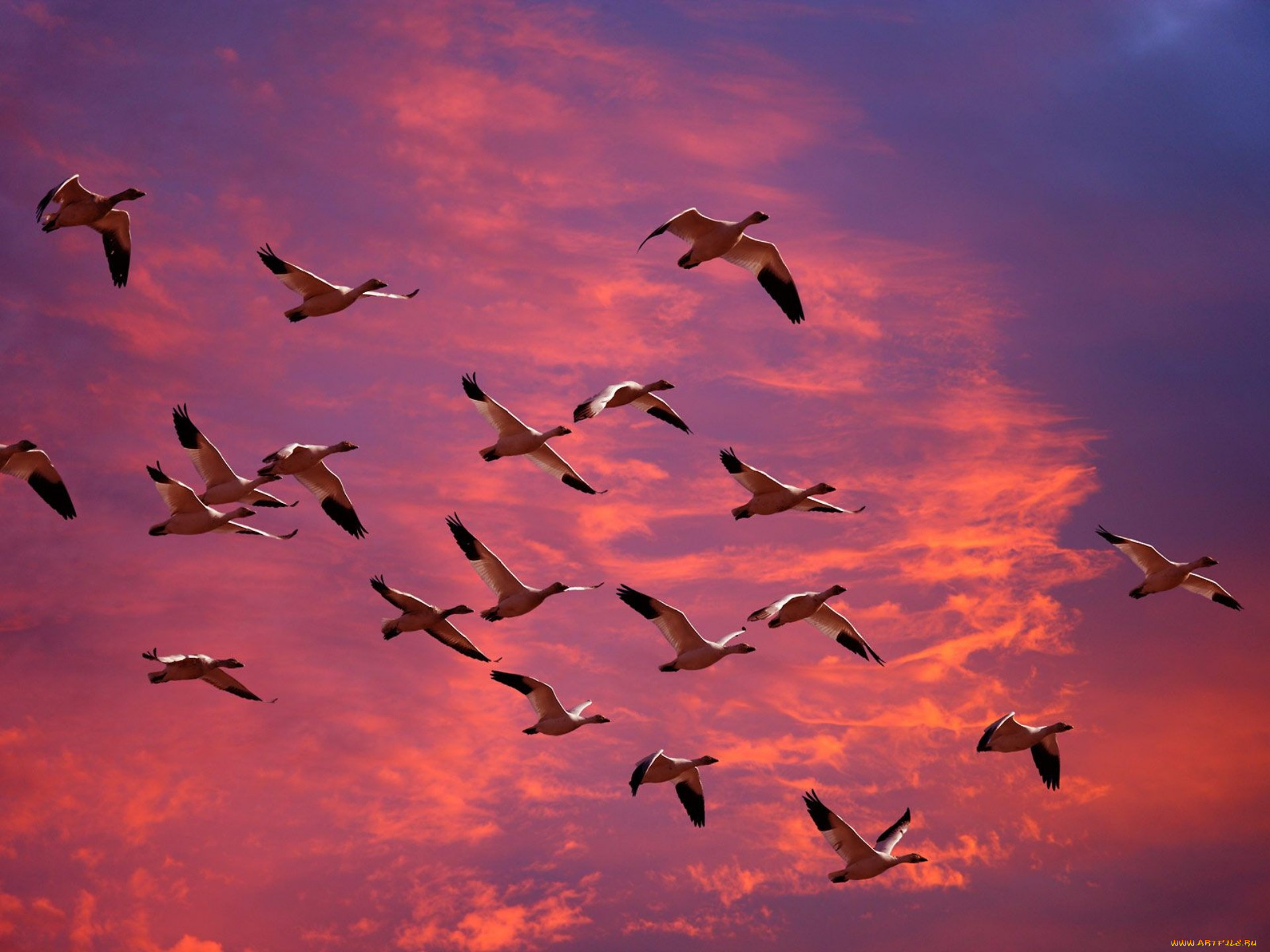 Летящие красивые птицы летящие. Стая перелетных птиц. Перелетные птицы улетают на Юг. Миграция птиц. Мигрирующие птицы.